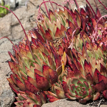 Load image into Gallery viewer, Echeveria agavoides 'Christmas'