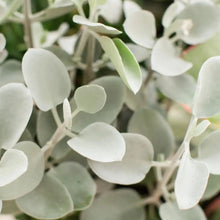 Load image into Gallery viewer, Kalanchoe hildebrandtii