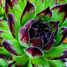 Load image into Gallery viewer, Sempervivum 'Reinhardt'