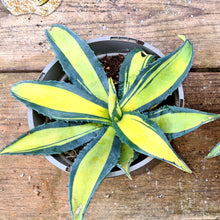Load image into Gallery viewer, Agave americana mediopicta aurea