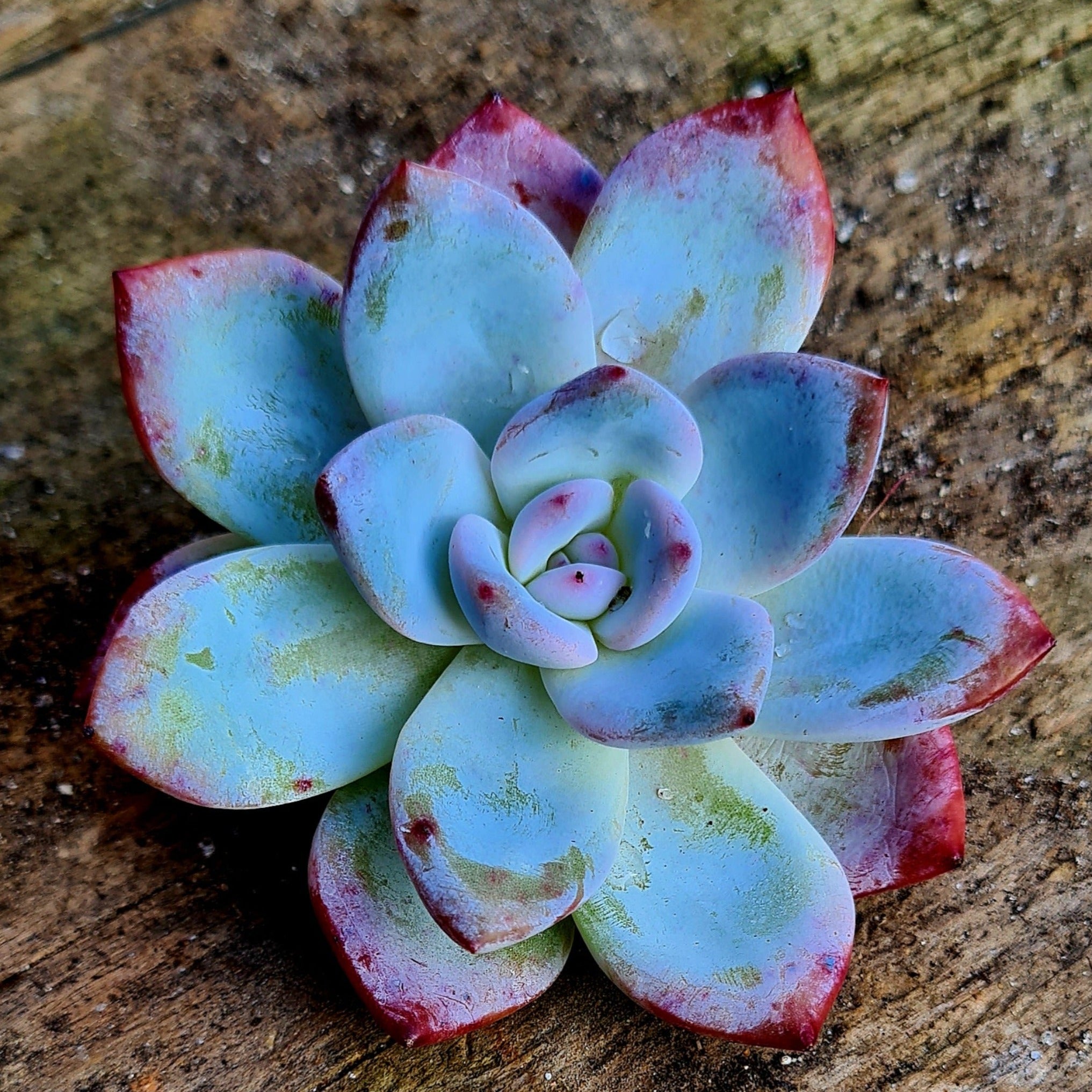 succulent lotus Echeveria 'White Lotus'