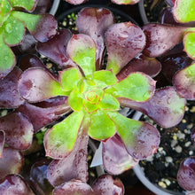 Load image into Gallery viewer, Aeonium 'Plum Purdy'