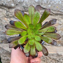 Load image into Gallery viewer, Aeonium 'Simply Misty'