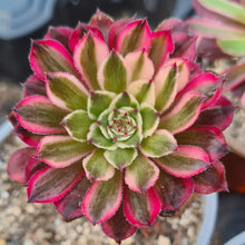 Load image into Gallery viewer, Aeonium 'Zwartkin' variegated form