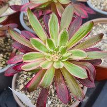 Load image into Gallery viewer, Aeonium 'Zwartkin' variegated form