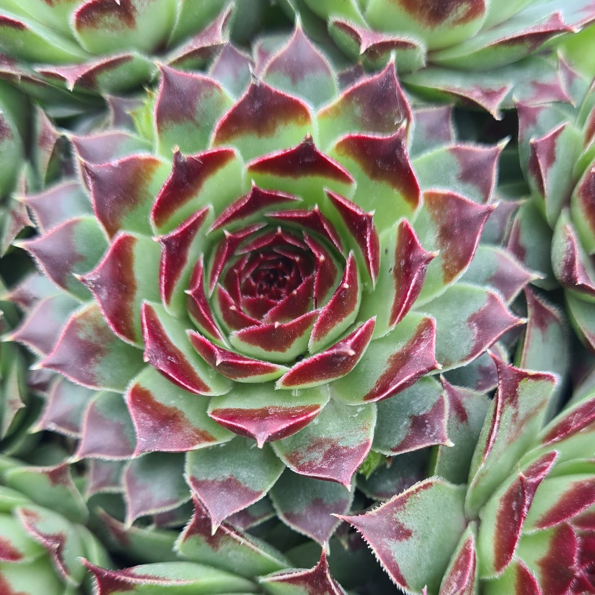 taurus succulent Sempervivum 'Taurus'