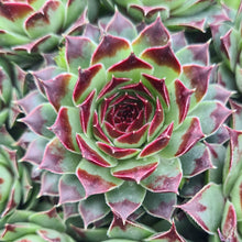 Load image into Gallery viewer, Sempervivum 'Taurus'