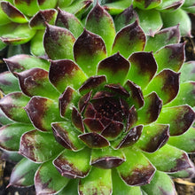 Load image into Gallery viewer, Sempervivum 'Reinhardt'