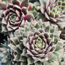 Load image into Gallery viewer, Sempervivum 'Rosa Madchen'