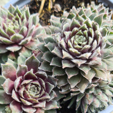 Load image into Gallery viewer, Sempervivum 'Rosa Madchen'