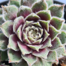 Load image into Gallery viewer, Sempervivum 'Rosa Madchen'