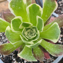 Load image into Gallery viewer, Aeonium 'Green Witch'