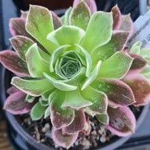 Load image into Gallery viewer, Aeonium 'Green Witch'