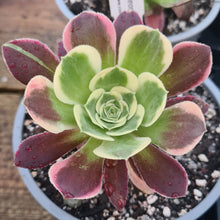 Load image into Gallery viewer, Aeonium 'Green Witch'