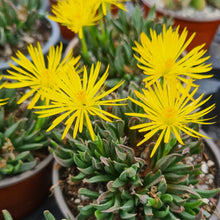 Load image into Gallery viewer, Bergeranthus multiceps