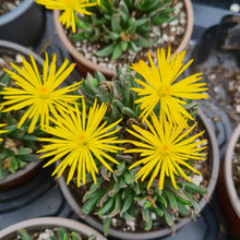 Load image into Gallery viewer, Bergeranthus multiceps