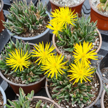 Load image into Gallery viewer, Bergeranthus multiceps