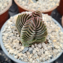 Load image into Gallery viewer, Crassula 'Buddha's Temple'