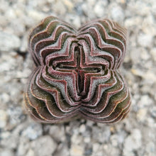 Load image into Gallery viewer, Crassula 'Buddha's Temple'