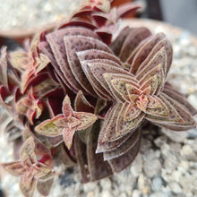 Load image into Gallery viewer, Crassula Exilis Subsp. Cooperi