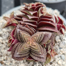 Load image into Gallery viewer, Crassula Exilis Subsp. Cooperi