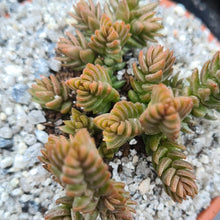 Load image into Gallery viewer, Crassula lycopodioides var. purpusii