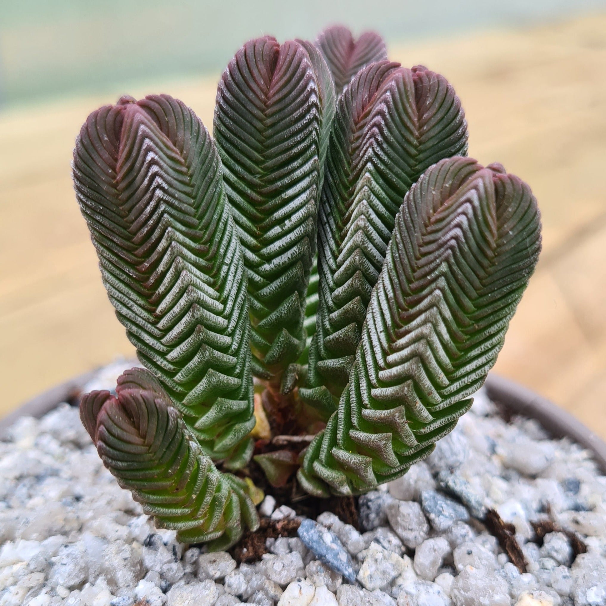 pyramidalis succulent Crassula pyramidalis