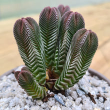 Load image into Gallery viewer, Crassula pyramidalis