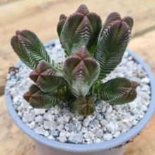 Load image into Gallery viewer, Crassula pyramidalis