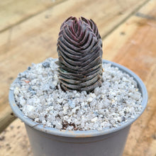 Load image into Gallery viewer, Crassula 'Buddha's Temple'