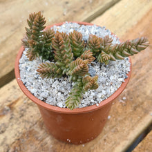 Load image into Gallery viewer, Crassula lycopodioides var. purpusii