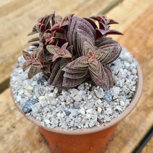 Load image into Gallery viewer, Crassula Exilis Subsp. Cooperi