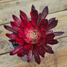 Load image into Gallery viewer, Aeonium 'Zwartkin' variegated form