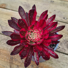 Load image into Gallery viewer, Aeonium 'Zwartkin' variegated form