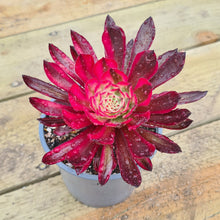 Load image into Gallery viewer, Aeonium 'Zwartkin' variegated form