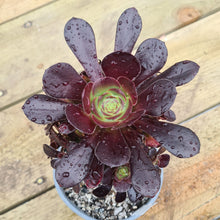 Load image into Gallery viewer, Aeonium 'Plum Purdy'