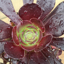 Load image into Gallery viewer, Aeonium 'Plum Purdy'