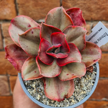Load image into Gallery viewer, Echeveria 'Minigosaong' (variegated form)