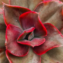 Load image into Gallery viewer, Echeveria 'Minigosaong' (variegated form)