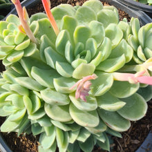 Load image into Gallery viewer, Echeveria elegans