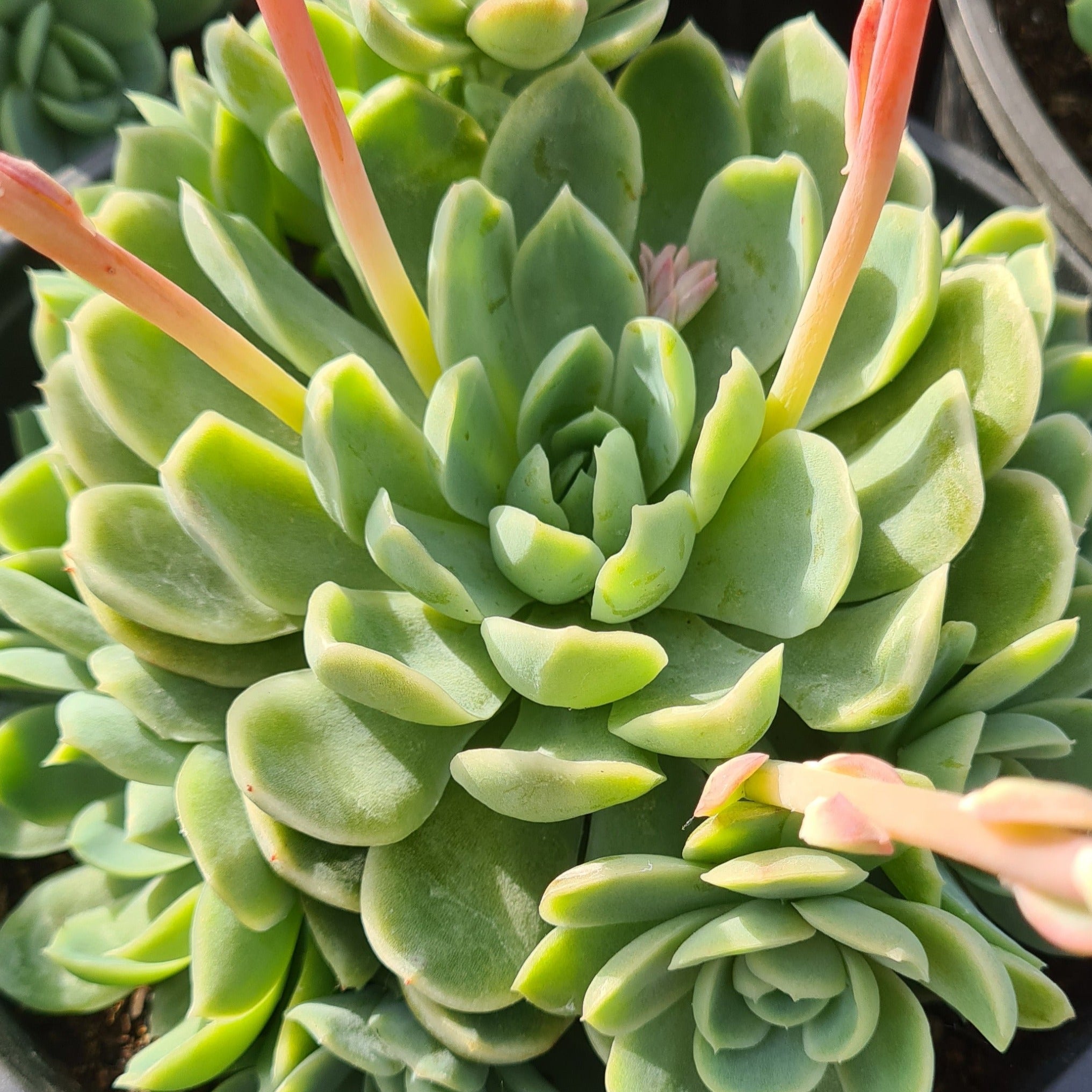 elegans succulent Echeveria elegans