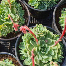 Load image into Gallery viewer, Echeveria elegans