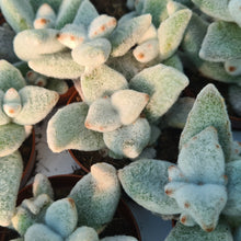 Load image into Gallery viewer, Kalanchoe eriophylla