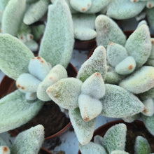 Load image into Gallery viewer, Kalanchoe eriophylla