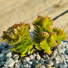 Load image into Gallery viewer, Crassula 'Estagnol'