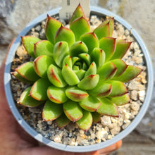 Load image into Gallery viewer, Echeveria agavoides x pulidonis