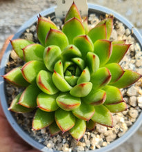 Load image into Gallery viewer, Echeveria agavoides x pulidonis