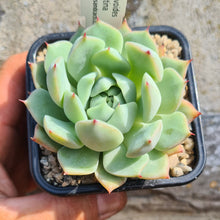 Load image into Gallery viewer, Echeveria agavoides x maria cristina