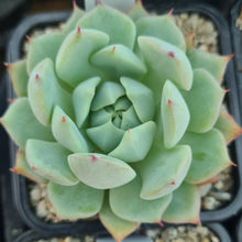 Load image into Gallery viewer, Echeveria agavoides x maria cristina