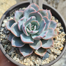 Load image into Gallery viewer, Echeveria 'Caribbean'